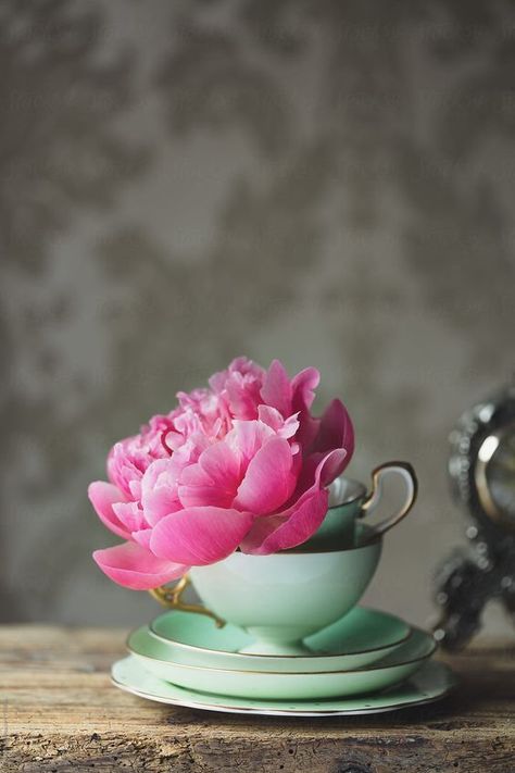 Flower Cup, Peony Rose, Vintage Teacups, Flowers Nature, Flower Photos, Pink Flower, My Flower, The Table, Pretty Flowers