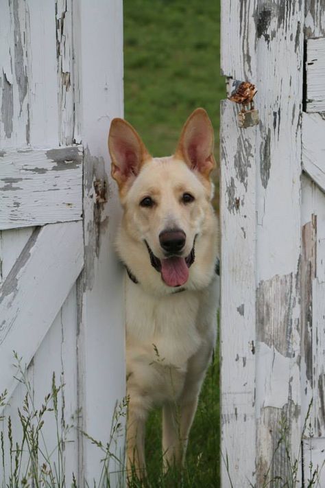 Samson, one of our Blonde pups Blond German Shepherd, Blonde German Shepherd, German Shepherd Puppies White, German Shepherd White, White And Black German Shepherd, White Gsd, White Long Haired German Shepherd, German Shepherd Mixed With Golden, Dog Character