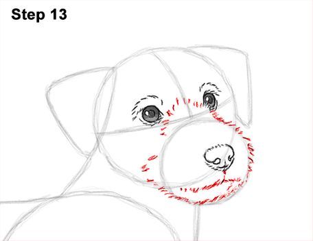 Draw a Jack Russell Terrier Dog 13 Labradoodle Art, Draw A Dog, Drawing Instructions, Parson Russell Terrier, Jack Russell Dogs, Watercolor Paintings For Beginners, Animal Drawing, Jack Russel, Animal Sketches