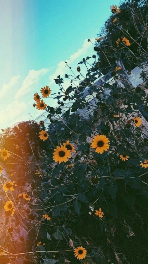 Wallpaper Aesthetic Vintage, Pixel Wallpaper, Iphone Wallpaper Vsco, Flower Sunflower, Sunflower Wallpaper, Wallpaper Tumblr, Landscape Designs, Background Aesthetic, 背景 シンプル