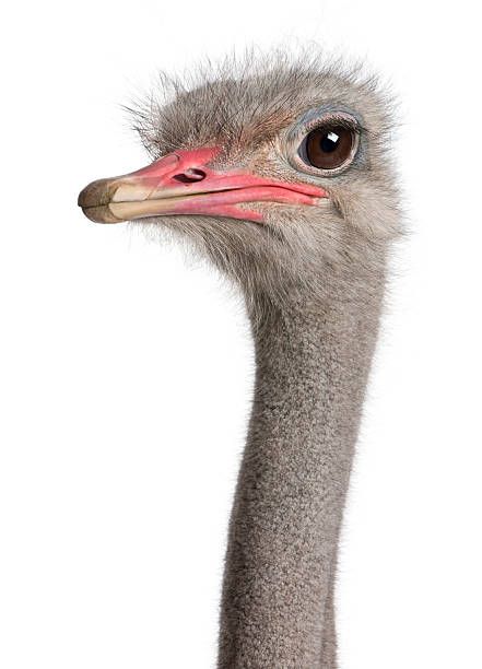 Ostrich Head, Emus Art, Collage Art Projects, Extinct Animals, Bird Wallpaper, Animal Heads, Portraits From Photos, Cat Portraits, Bird Photography