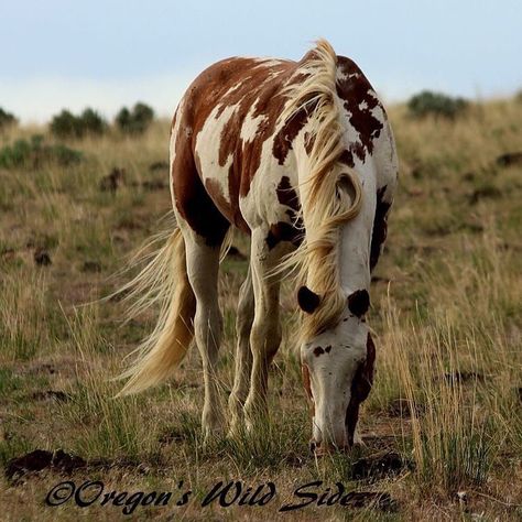 White Horse, Mustang, White, Color