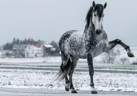 Dapple Grey Horse, Dapple Grey Horses, Horse Markings, Beautiful Horses Photography, Grey Horse, Majestic Horse, White Horses, Cute Horses, Equine Photography