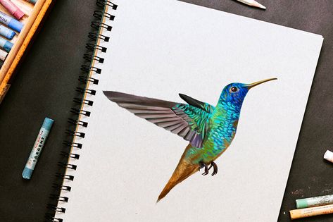 How to Draw a Hummingbird ✔ How to Use Colored Pencils ✔ Colors You Need to Draw a Hummingbird ✔ Tips on Drawing a Hummingbird Outline ✔ Draw A Hummingbird, Hummingbird Art Drawing, Hummingbird Sketch, Lamb Drawing, Watercolour Nature, Hummingbird Colors, Hummingbird Illustration, Hummingbird Drawing, Sheep Drawing