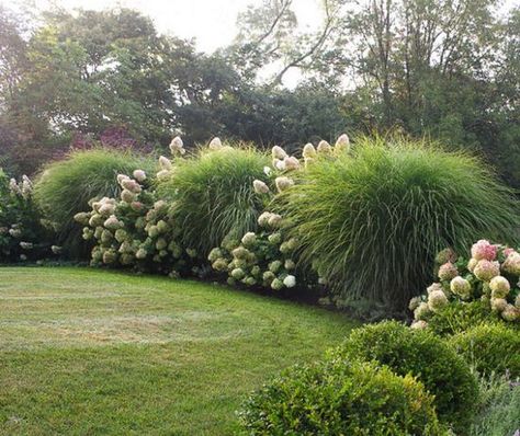 Beautiful ideas for landscaping with ornamental grasses used as an informal grass hedge, mass planted in the garden, or mixed with other shrubs and plants. Short Ornamental Grasses, Miscanthus Morning Light, Miscanthus Sinensis Gracillimus, Designer Garden, Privacy Landscaping, Grasses Landscaping, Landscape Designer, Garden Designer, Grasses Garden