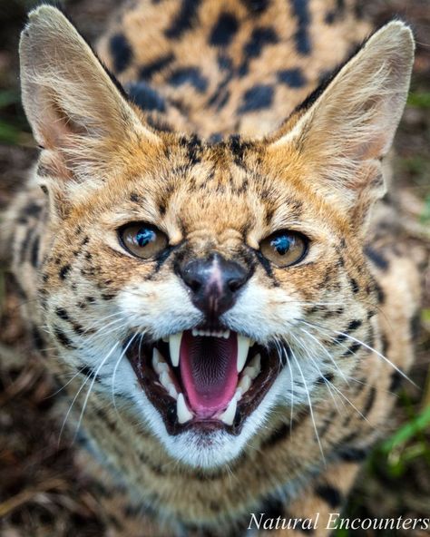 Serval Cat Drawing, Serval Cat, Small Wild Cats, Serval Cats, Herding Cats, The Black Panther, Exotic Cats, Kinds Of Cats, White Bar