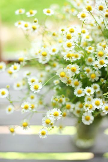 matricaria chamomilla- manzanilla? Large Bouquet, Planting Plan, Blooming Trees, Growing Roses, Colorful Plants, Chamomile Flowers, Wild Roses, A Year Ago, Flowers Nature