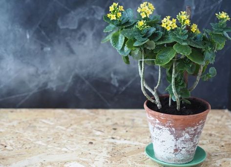 Why Is My Kalanchoe Leggy? (5 Common Causes) - The Practical Planter Kalanchoe Plant Care, Kalanchoe Plant, Indoor Water Garden, Indoor Greenhouse, Big Plants, Parts Of A Plant, House Plant Care, Easy Plants, Different Plants