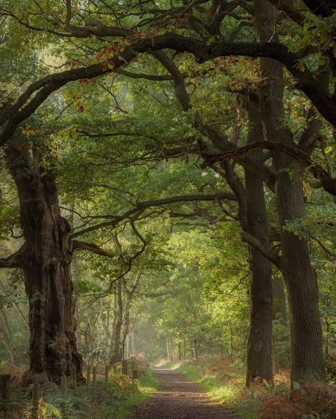 Sidney City, Scotland Forest, English Forest, Thetford Forest, Forest Town, Locked Door, Sherwood Forest, Spring Forest, Oak Forest