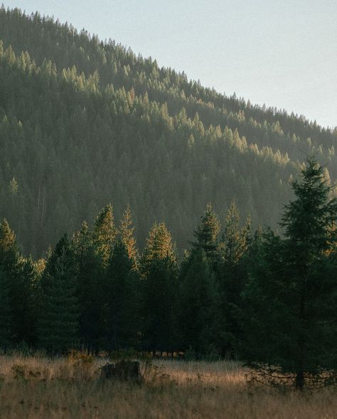 Not at all perfect shots, but they’ll help me remember that the moment was. #goldenhourphotography #morgancore #northidaho #idahowilderness #spokane #inlandnorthwest #goldenhourlight #mountainmagic #heaven #glamping #bermonths Nature Story, North Idaho, Golden Hour Photography, Small Town Life, Adventure Aesthetic, Misty Forest, Fantasy Forest, Nature Aesthetic, Pretty Places