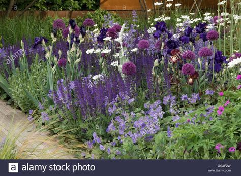 Iris Border Garden, Nepeta Walkers Low, Allium Hollandicum, Nepeta Racemosa, Orlaya Grandiflora, Iris Border, Cottage Front Garden, Blue Flowering Plants, Cottage Garden Borders