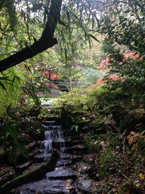 Pretty Places, Japanese Garden, Cornwall, Places Ive Been, Plants, Water, Green