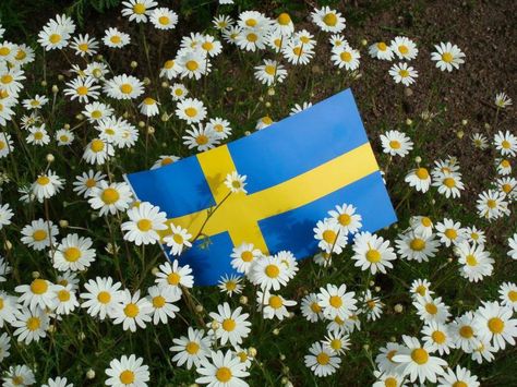 Swedish Flag Aesthetic, Sweden Flag Aesthetic, Hetalia Aesthetic, Estonian Flag, Swedish Aesthetic, Sweden Aesthetic, Sweden Flag, Swedish Flag, Sweden Travel