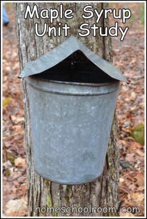 Maple Syrup Unit Study Maple Syrup Activities Preschool, Maple Syrup Crafts For Kids, Maple Syrup Unit Study, Maple Sugaring Activities, How To Get Maple Syrup From A Tree, Making Syrup, Maple Tapping, Maple Syrup Taps, Maple Sugaring