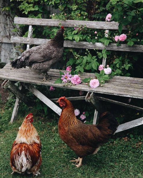 This Ivy House Chicken Animal, Fancy Chickens, Backyard Flocks, Ivy House, House Photo, Country Cottage Style, Country Lifestyle, Long Road, Old Farm