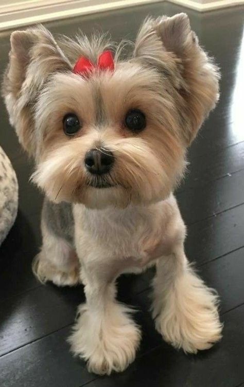 Yorky Haircuts, Morkie Haircut, Yorkie Puppy Haircuts, Yorkie Puppy Cut, Yorkie Haircut, Yorkie Hair, Yorkie Cuts, Yorkie Hairstyles, Puppy Haircut