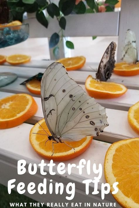 butterflies eating orange slices on a porch How To Help Butterflies, Diy Butterfly Habitat How To Make, Butterfly Nectar Feeder, Diy Butterfly Feeder How To Make, How To Attract Butterflies To Your Yard, How To Attract Monarch Butterflies, Attract Butterflies To Garden, Butterfly Garden House, Indoor Butterfly Habitat