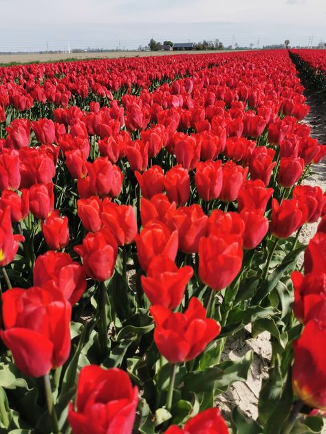 Red Love Wallpaper, Wallpaper Red, Tulip Fields, Spring Wallpaper, Red Love, Red Tulips, Red Wallpaper, Tulips Flowers, Cartoon Pics