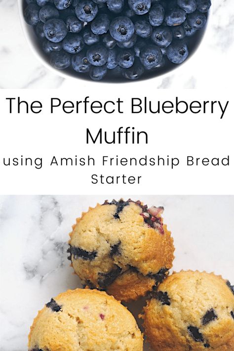 Want to modify your Amish Friendship Bread starter? Try these blueberry muffins; fluffy, moist, light, amd bursting with blueberries! #muffins #blueberries #amishfriendshipbread #sourdough #breakfastmuffins #blueberrymuffins #realfood #oliverealfood Amish Friendship Bread Muffins, Recipes For Amish Friendship Bread Starter, Amish Friendship Bread Variations, Amish Friendship Starter, Perfect Blueberry Muffins, Amish Starter, Blueberries Muffins, Amish Bread Recipes, Fermentation Station