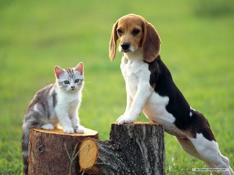 Full-grown Cocker Spaniel & Beagle Mix & Cat. (The Future Bailey & Bella!) Beagle Wallpaper, Mini Beagle, Beagle Pictures, Gatto Carino, Cute Beagles, Beagle Puppy, Dog Wallpaper, Beagle Dog, Dog Pictures