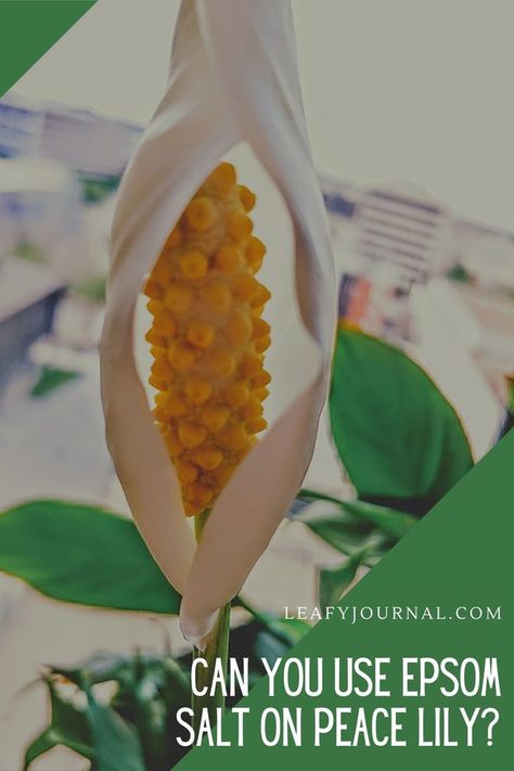 Grow Peace Lily In Water, Peace Lily In Water, Epsom Salt Fertilizer, Peace Lily Plant Care, Lily Plant Care, Lily Plant, Peace Lily Plant, Peace Lily, Plant Health