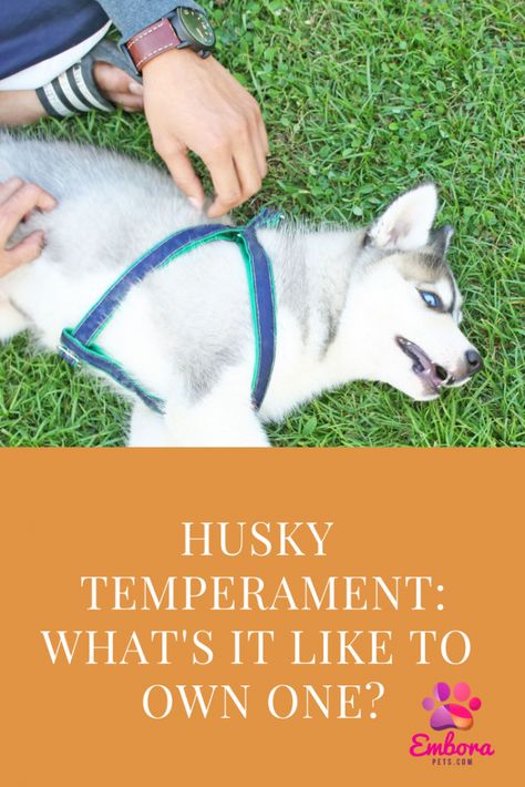 Owning A Husky, Agouti Husky, Puppy Tips, Husky Owner, Living With Dogs, Best Dogs For Families, Puppies Tips, My Husky, Dog Language