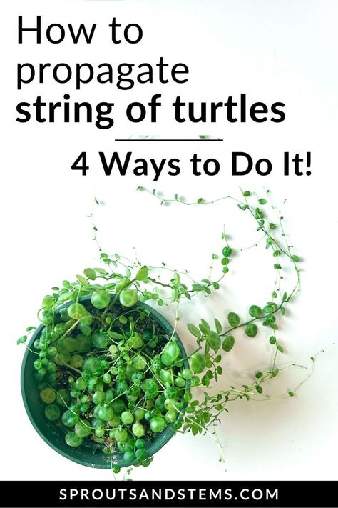 Propagate your string of turtles with ease using this step-by-step guide! String Of Turtles Care, Houseplant Propagation, Propagation Tips, String Of Turtles, Turtle Care, Succulent Potting Mix, Tips For Success, Trailing Plants, Indoor Jungle