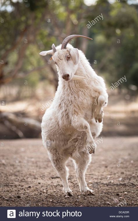 Goat Standing On Hind Legs Stock Photos & Goat Standing On Hind ... Cashmere Goat, Goat Art, Photo Sketch, Animal Projects, Animal Sketches, Glass Animals, Anatomy Art, Large Animals, Beautiful Creatures