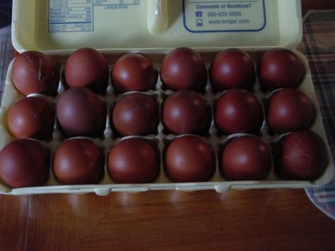 Copper Maran, Maran Chickens, Black Copper Marans, Gamebirds, Best Egg Laying Chickens, Egg Laying Chickens, Colored Eggs, Brown Eggs, Crazy Chicken Lady