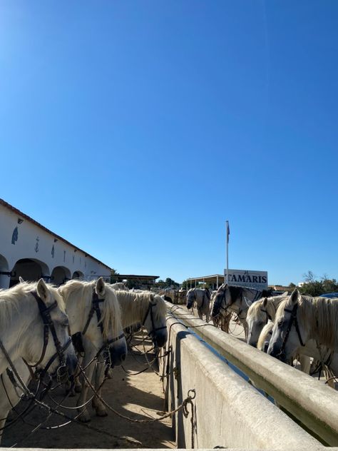 Horses. Aesthetic. Camargue. South of france. Instagram. Picture idea. Horse Widgetsmith, Horse Aesthetic White, Colmar France Photography, Horses Aesthetic, Camargue France, Camargue Horse, Inspo Pics, South Of France, Soil