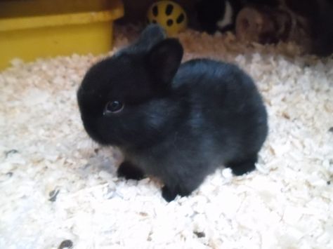 dwarf bunny baby black SOOOO CUTE Mini Lop Bunnies, Pet Photography Studio, Rabbits For Sale, Dream Pet, Adorable Bunnies, Bunny Stuff, Mini Lop, Bun Bun, Black Rabbit