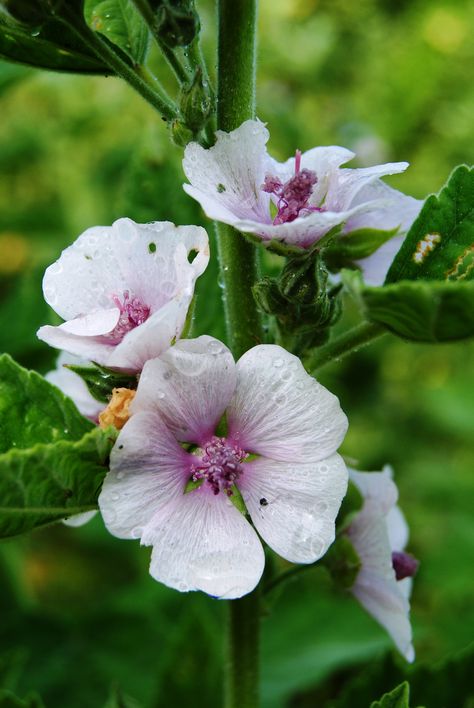 Althaea officinalis / Echte heemst Hibiscus Art, Althaea Officinalis, Tattoo For Boyfriend, White Plants, Medicinal Plants, Hibiscus, Flower Tattoo, Flower Garden, Herbs