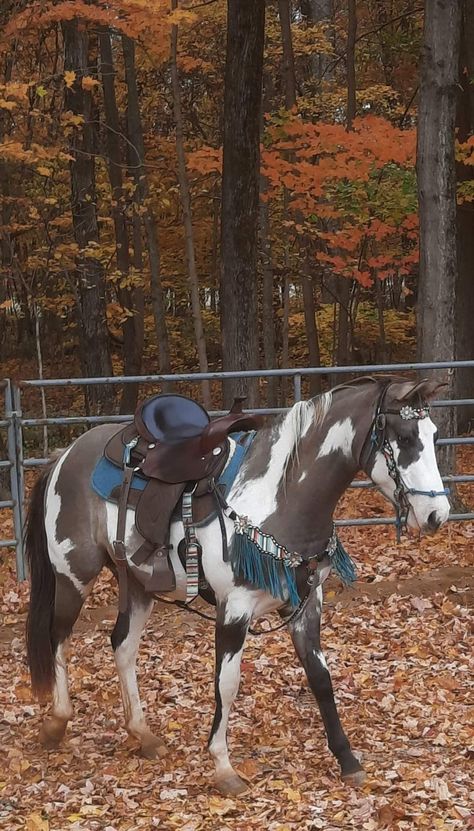 Cool Horse Pictures, Tacked Up Horse, Shires Horse, Cool Horses, Appendix Horse, Horse Reference Photos, Rare Horse Colors, Barb Horse, Horses Ranch