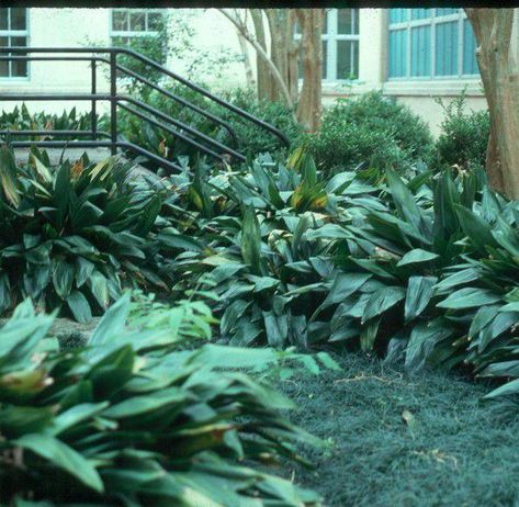 How and when to cut back cast iron plants in South Louisiana | Home/Garden | nola.com Cast Iron Plant Landscaping, South Louisiana Landscaping, Louisiana Landscaping, Louisiana Garden, Satsuma Tree, Louisiana Gardening, Plant Names, Cast Iron Plant, Shade Gardens