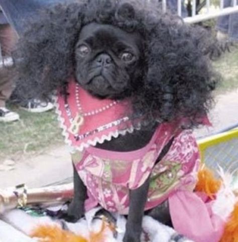 Top 10 Not So Natural Dogs With Afro Hairstyles  Sometimes you just have to let your hair go natural  #HairsprayLive #afrofest Pug Humor, Funny Hairstyles, Pugs In Costume, Typing Skills, Dog Suit, Dark Crystal, Black Pug, Silly Dogs, Hot Hair Styles