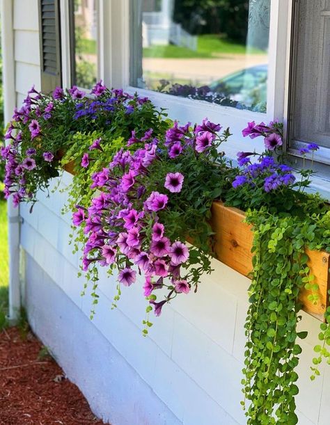 Window Flower Boxes, Planter Boxes Flowers, Window Box Plants, Balcony Planters, Plant Window, Window Box Flowers, Balcony Flowers, Window Planters, Flower Window