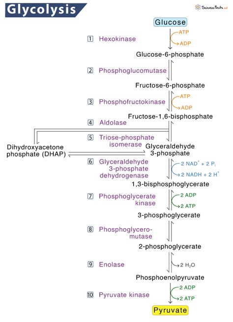 Glycolysis – Definition, Location, Steps, Functions, & Diagram Glycolysis Diagram, Glycolysis Cycle, Glycolysis Pathways, Anaerobic Respiration, Carbon Molecule, Citric Acid Cycle, Krebs Cycle, Eukaryotic Cell, Cellular Respiration