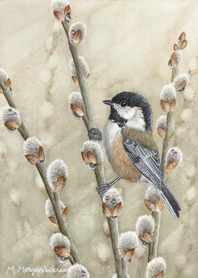 Pussywillow Tattoos, Chickadee Illustration, Spring Watercolors, Chickadee Drawing, Watercolor Chickadee, Krista Eaton, Chickadee Tattoo, Chickadee Art, Spring Watercolor