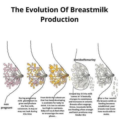 If I could bottle this piece of invaluable and misunderstood concept about breast milk production and send to every pregnant person.… Midwife Questions, Newborn Facts, Birth Facts, Breast Milk Production, Doula Care, World Breastfeeding Week, Breastfeeding Week, Birth Education, Student Midwife