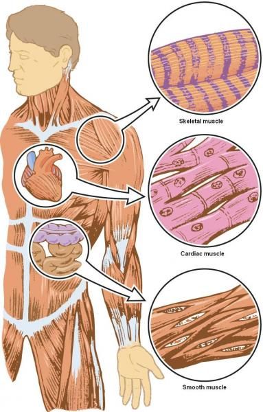 Muscles And The Sliding Filament Model Muscular System Anatomy, Medical Assistant Student, Types Of Muscles, Body Diagram, Basic Anatomy And Physiology, Parts Of The Heart, Muscular System, Muscle Anatomy, Autonomic Nervous System