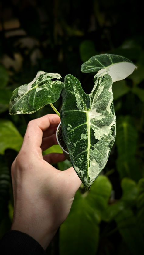 Alocasia Frydek, Plant Business, Plant Friends, Forest Life, Plant Fungus, Inside Plants, The Philippines, Horticulture, Green Thumb