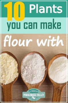 Make Flour, How To Make Flour, Supraviețuire Camping, Homemade Flour, Foraging Recipes, Foraged Food, Types Of Flour, Dehydrated Food, God Mat