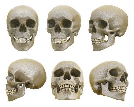 Human Skull Anatomy, Skull Anatomy, Head Anatomy, Skull Reference, Skeleton Anatomy, Výtvarné Reference, Human Anatomy Drawing, Face Drawing Reference, Human Anatomy Art