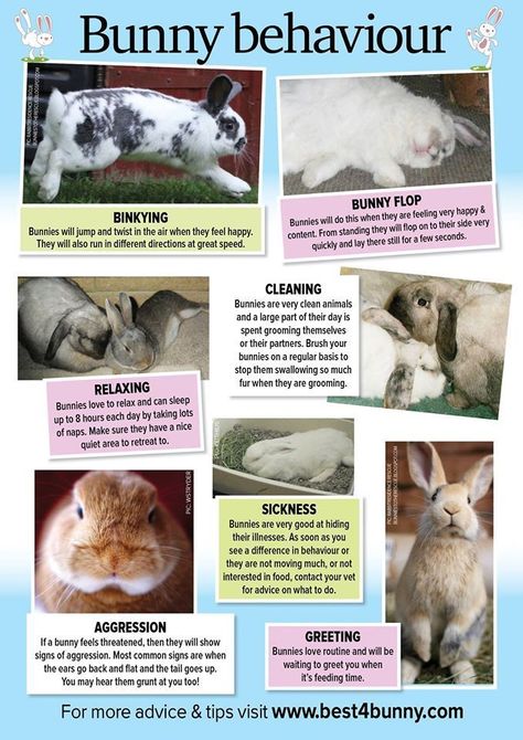 basic bunny care info - jack & birdie's Bunny Behavior, Rabbit Behavior, Pet Rabbit Care, Pet Bunny Rabbits, Rabbit Breeds, Indoor Rabbit, Bunny Care, Rabbit Cages, Bunny Cages