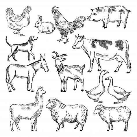 Farming Illustration, Cow Sketch, Cow Drawing, Zestaw Ikon, Farm Animal Coloring Pages, Animal Drawings Sketches, Animals And Birds, Sheep Farm, Vintage Farm