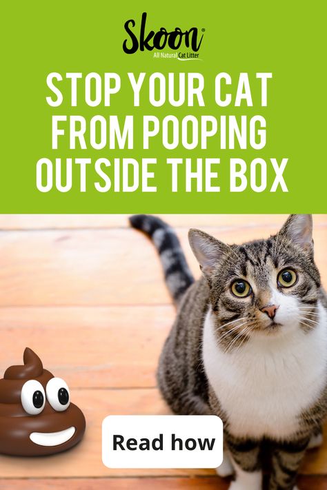 Natural Cat Litter, Older Cats, Cat Hacks, Cat Boarding, Cat Health, Cat Litter Box, All Love, Number Two, Cat Litter