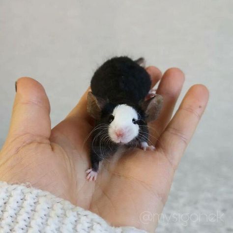 Fancy Mouse Pet, Cute Pet Rats, Rodent Pets, Mice Pet, Fancy Mice, Rat Pet, Mouse Pet, Fancy Rats, Pet Mouse