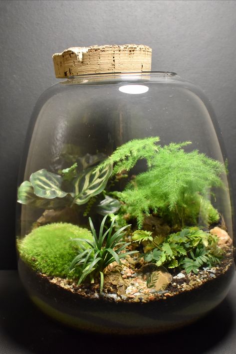 Office Terrarium, Terrarium Ecosystem, Closed Terrarium Plants, Terrarium Scene, Terrarium Design, Terrariums Diy, Tropical Terrariums, Build A Terrarium, Bottle Terrarium