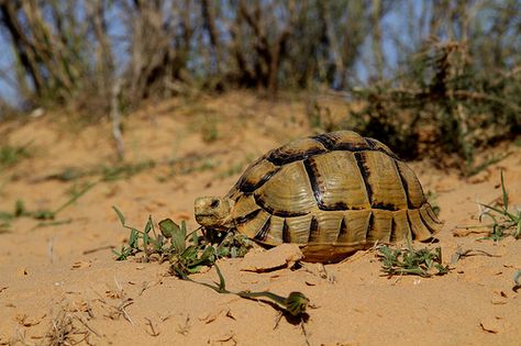 Testudo kleinmanni / Egyptian tortoise Egyptian Tortoise, Big Tortoise, Red Footed Tortoise, Turtle Stuff, Tortoise House, Russian Tortoise, Tortoise Care, Sulcata Tortoise, Turtley Awesome