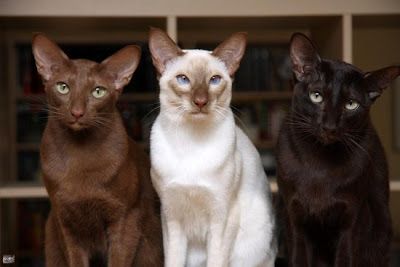 Cute Havana Cat Photos Chocolate Cats, Black Siamese Cat, Burmese Cats, Cats Siamese, Seal Point Siamese, Havana Cat, Burmese Cat, Cat Meow, Hee Hee